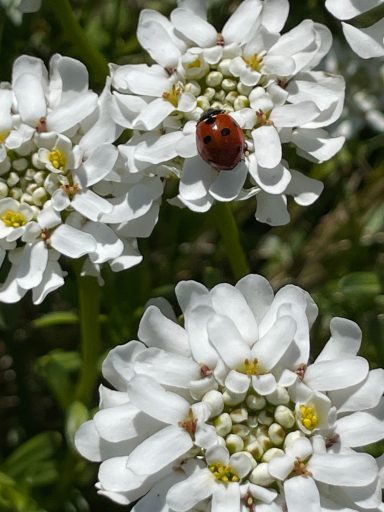 Ladybird on Flower