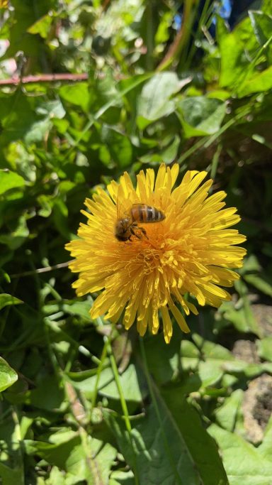 Bee and dandelion