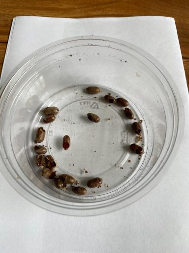 Empty Cocoons