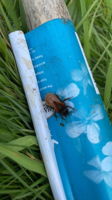 Resting Red Mason Bee