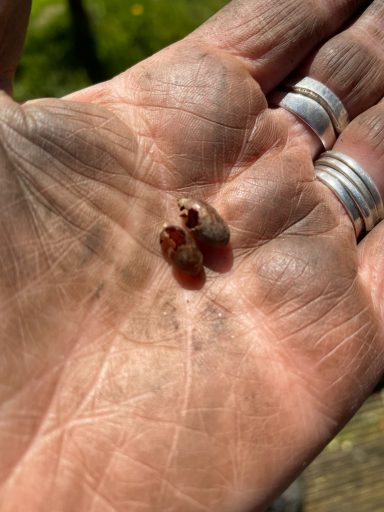 Bee cocoon on a hand