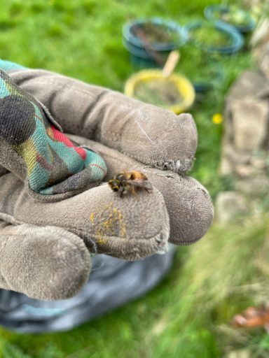 Bee on glove