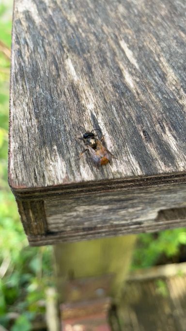 Red Mason Bee Emerging