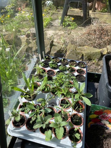 Growing Plants