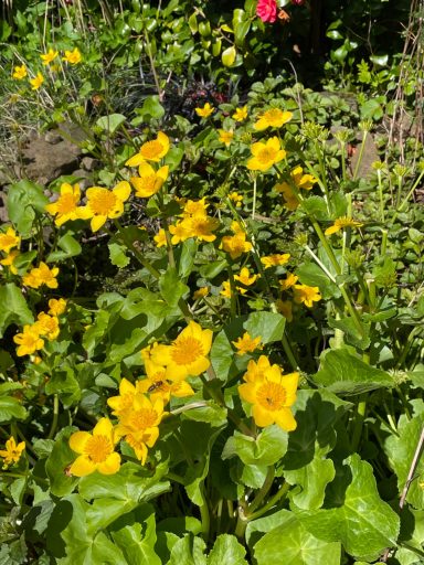 Water Marigold