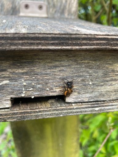 Red Mason Bee emerging